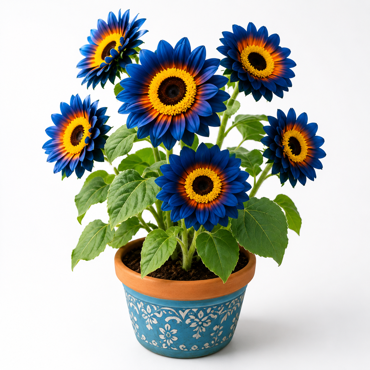 Blue Flame Sunflower Seeds + 100 Grams Organic Pot Mix Free